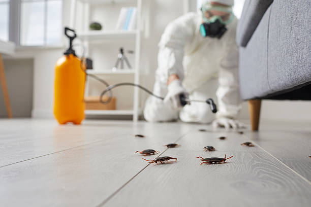 Post-Treatment Bed Bug Interceptor Monitoring in Rancho San Diego